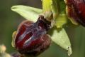 Ophrys passionis